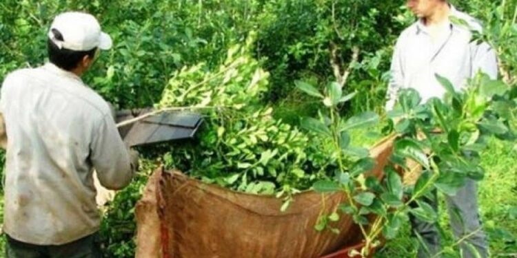Photo of El precio de la yerba: un laudo histórico
