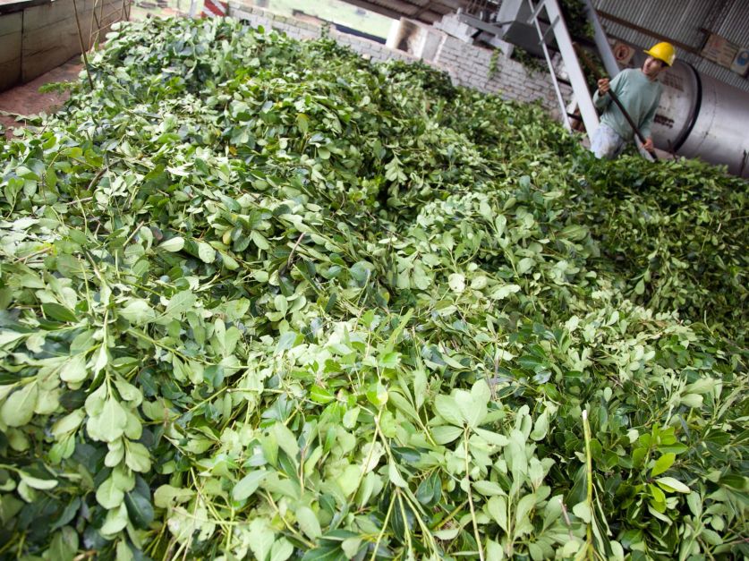 La yerba mate quedó incorporada al “dólar agro”