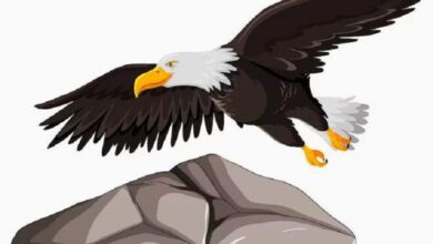 Photo of El ataque de Trump contra EE.UU.